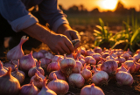 Realizarán en la UNLu jornada técnica sobre cultivo de ajo